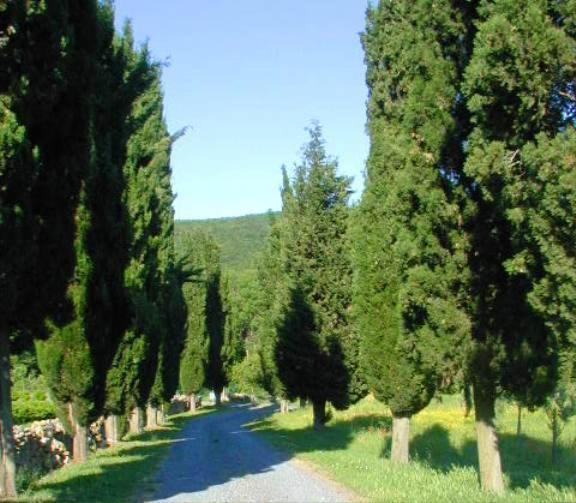 Agriturismo Natura E Salute San Gimignano Exterior foto