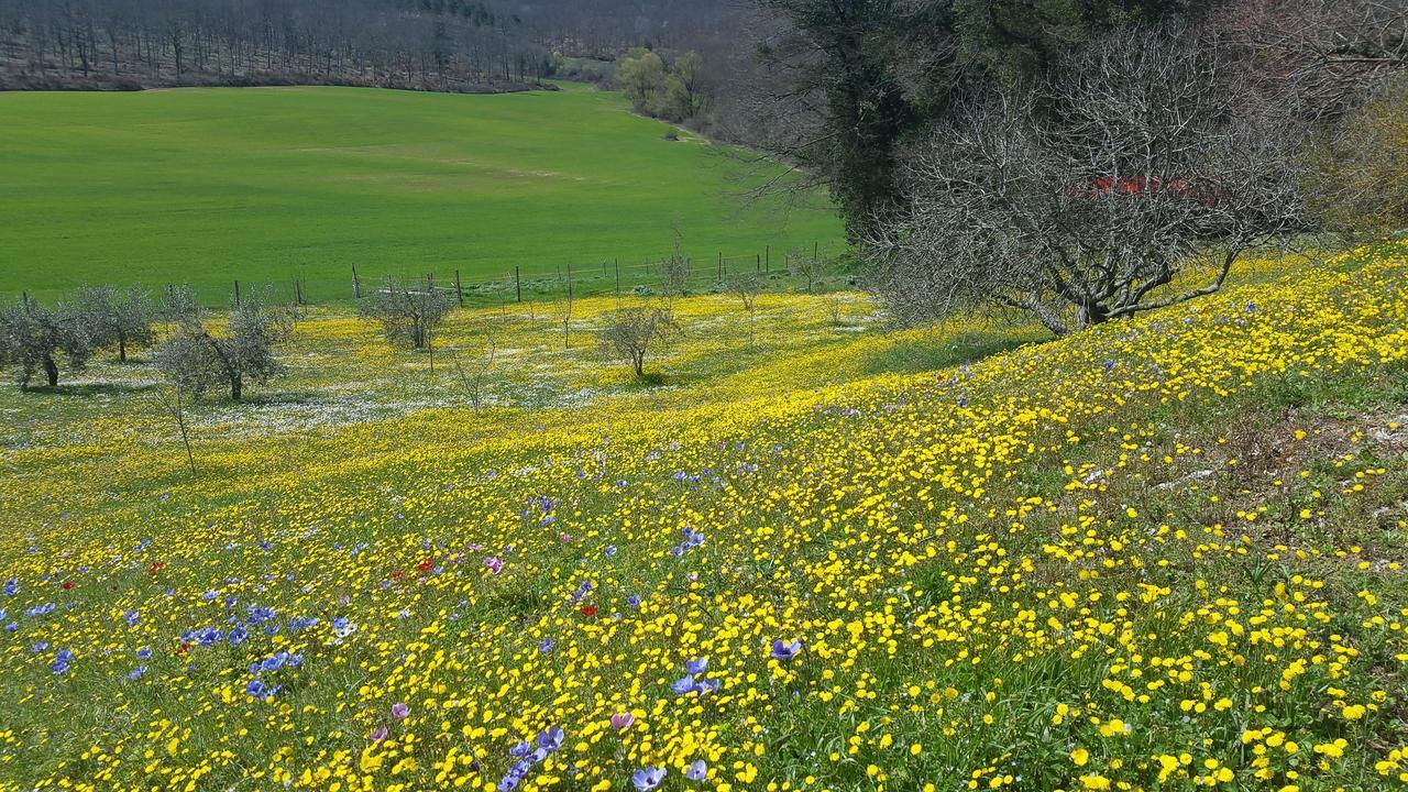 Agriturismo Natura E Salute Villa San Gimignano Exterior foto