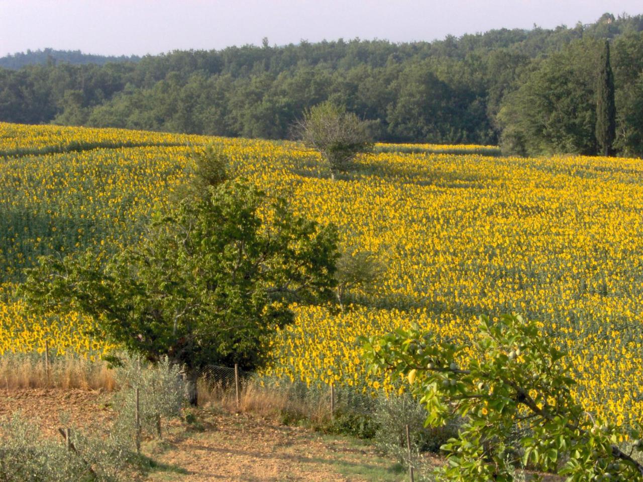 Agriturismo Natura E Salute Villa San Gimignano Exterior foto